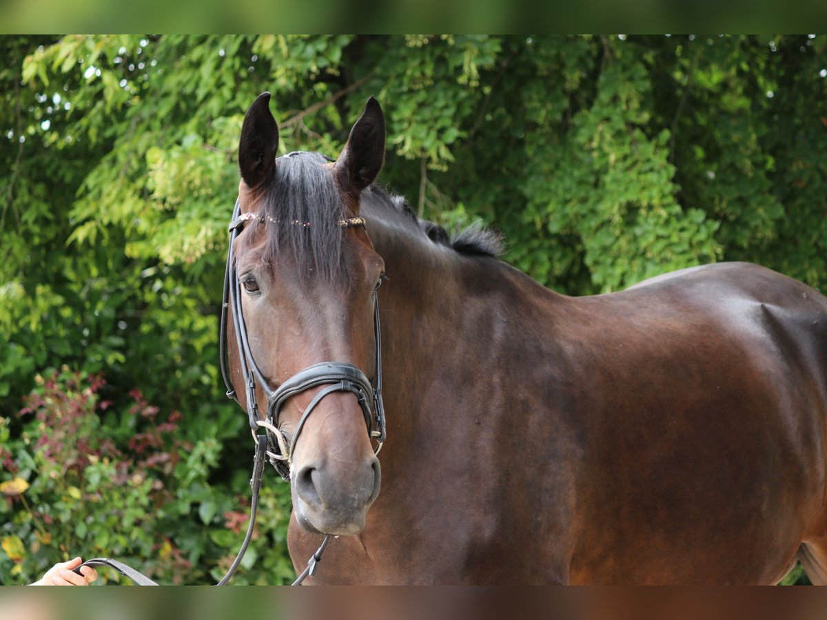 Dänisches Warmblut Wallach 5 Jahre 182 cm Dunkelbrauner in Erftstadt