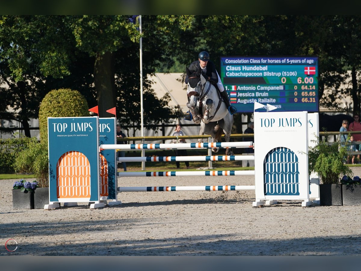 Dänisches Warmblut Wallach 5 Jahre 182 cm Schimmel in Christianfeld