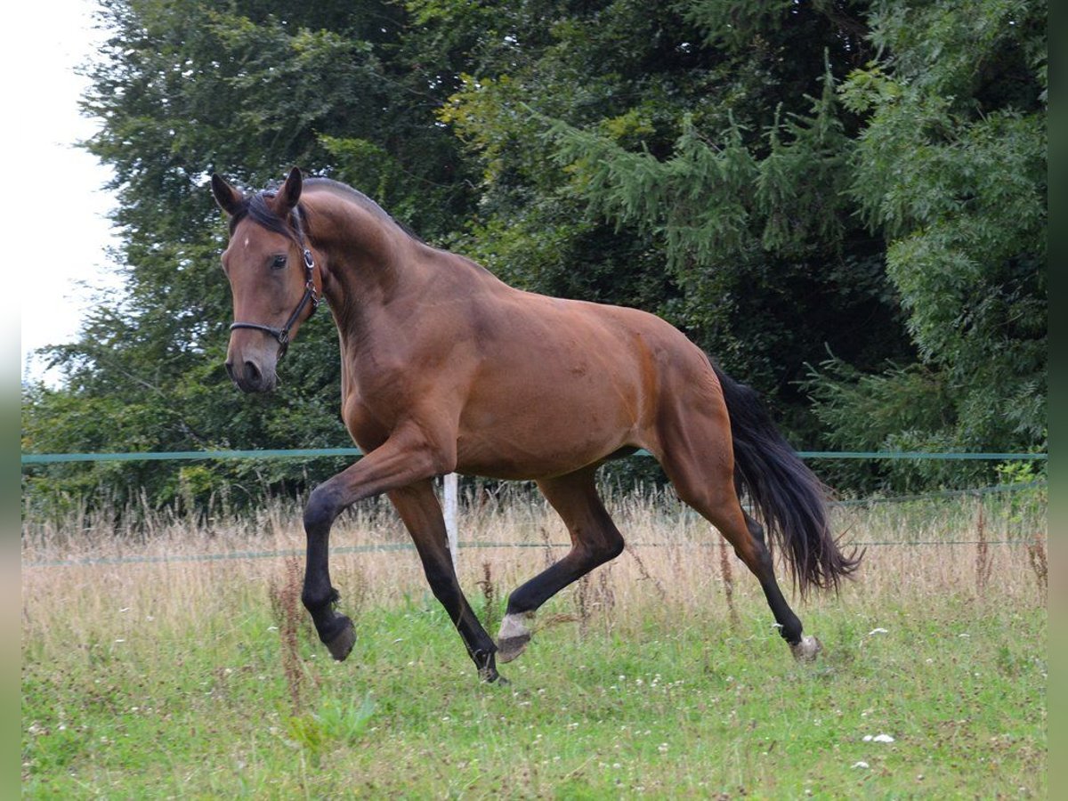 Dänisches Warmblut Wallach 6 Jahre 179 cm Rotbrauner in Egtved