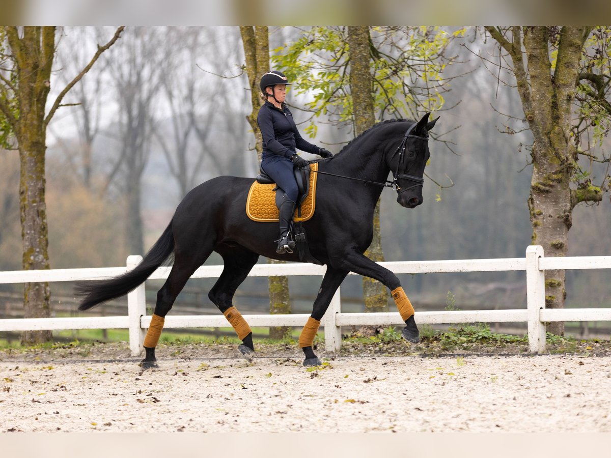 Dänisches Warmblut Wallach 6 Jahre 185 cm Rappe in Blanden