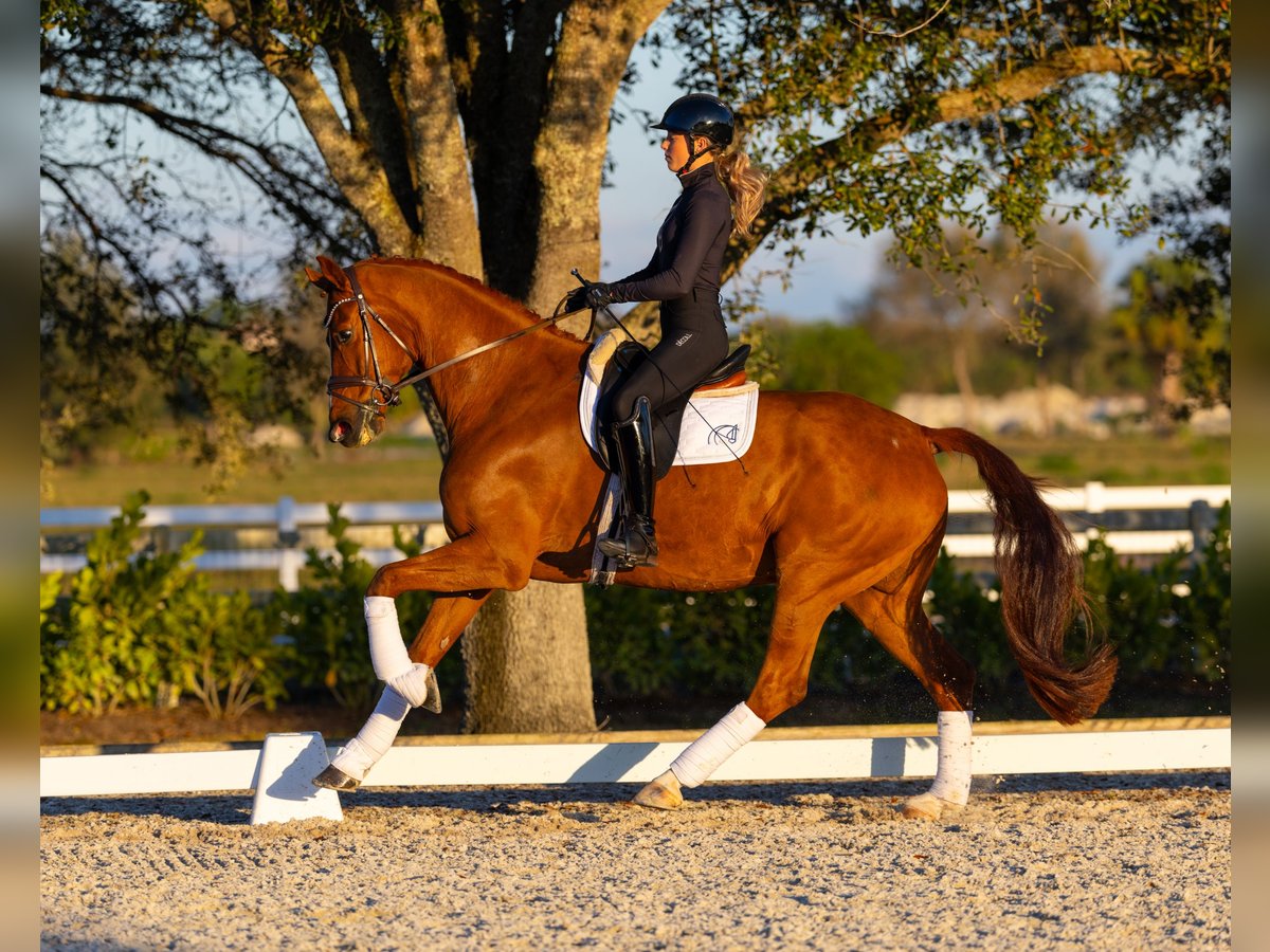 Dänisches Warmblut Wallach 7 Jahre 170 cm Dunkelfuchs in Califon New Jersey