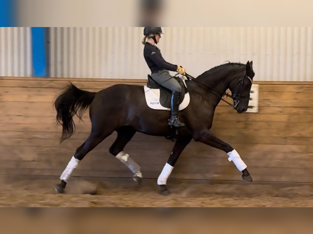 Dänisches Warmblut Wallach 8 Jahre 168 cm Rappe in Viborg