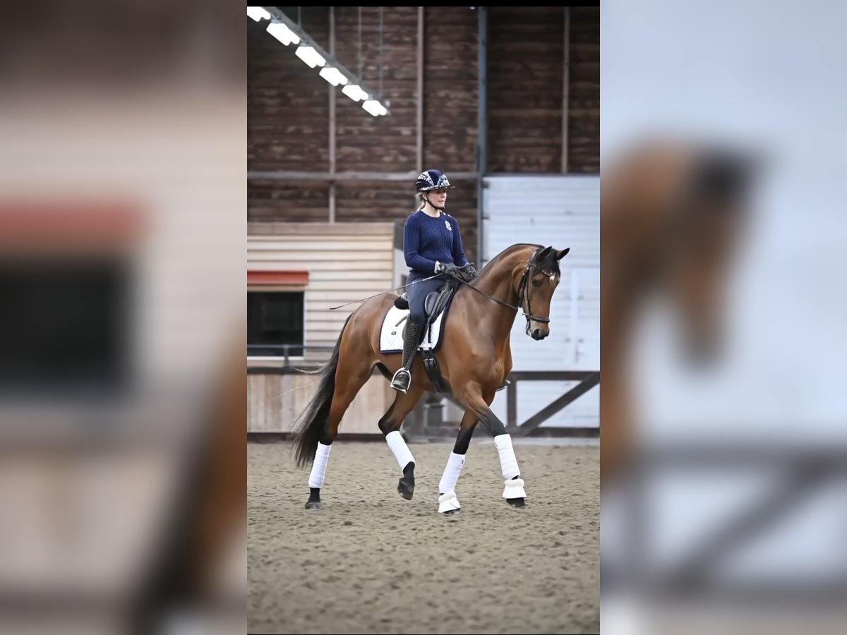 Dänisches Warmblut Wallach 8 Jahre 170 cm Brauner in Hunsel