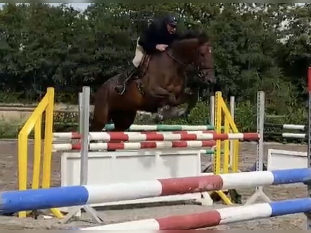 Dänisches Warmblut Wallach 8 Jahre 172 cm Brauner in Nr. Åby