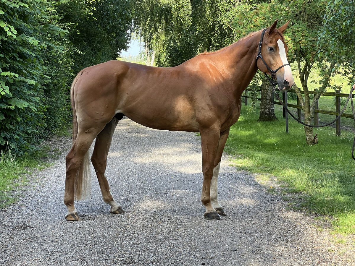 Dänisches Warmblut Wallach 8 Jahre 181 cm Dunkelfuchs in Nr. Åby