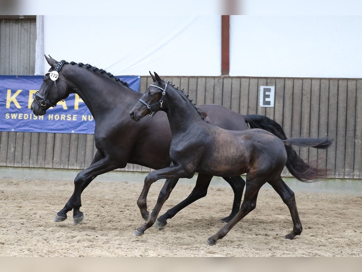 Dänisches Warmblut Wallach  174 cm Rappe in Bindslev