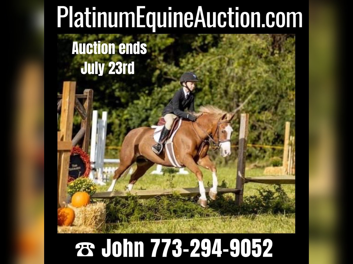 Dales Pony Gelding 11 years 12,1 hh Chestnut in Goshen, OHIO