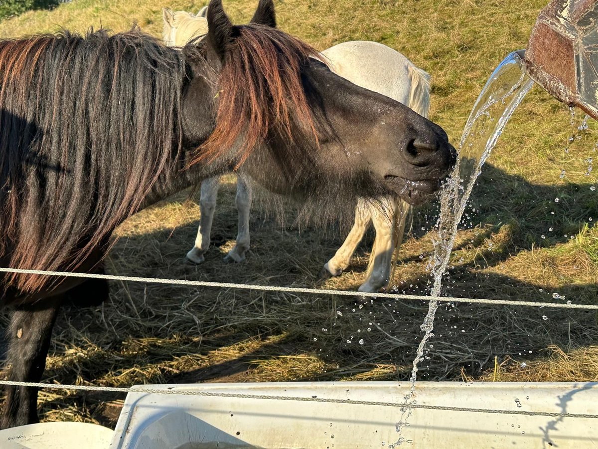 Dales Pony Giumenta 3 Anni 140 cm Baio nero in Engelsberg