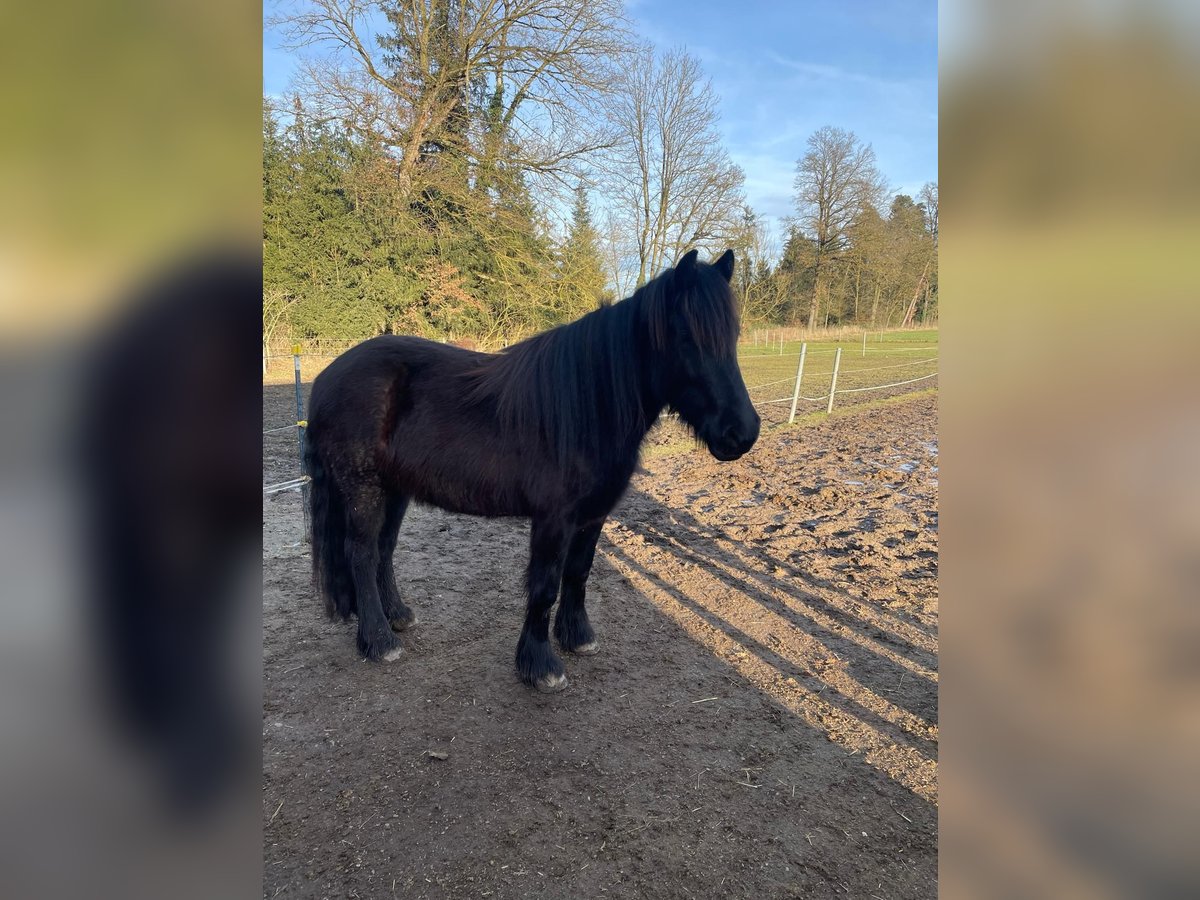 Dales Pony Merrie 3 Jaar 145 cm Zwartbruin in Engelsberg