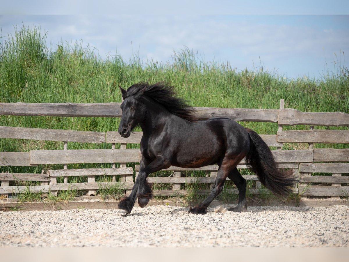 Dales Pony Stute 13 Jahre 138 cm Rappe in Memmingen