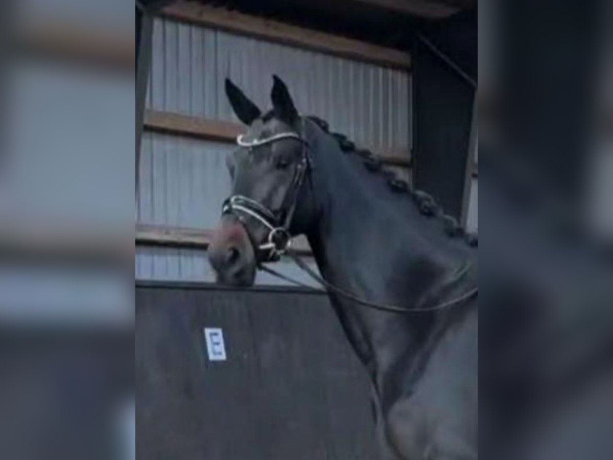 Danese Giumenta 4 Anni 174 cm Baio scuro in B&#xF8;rkop