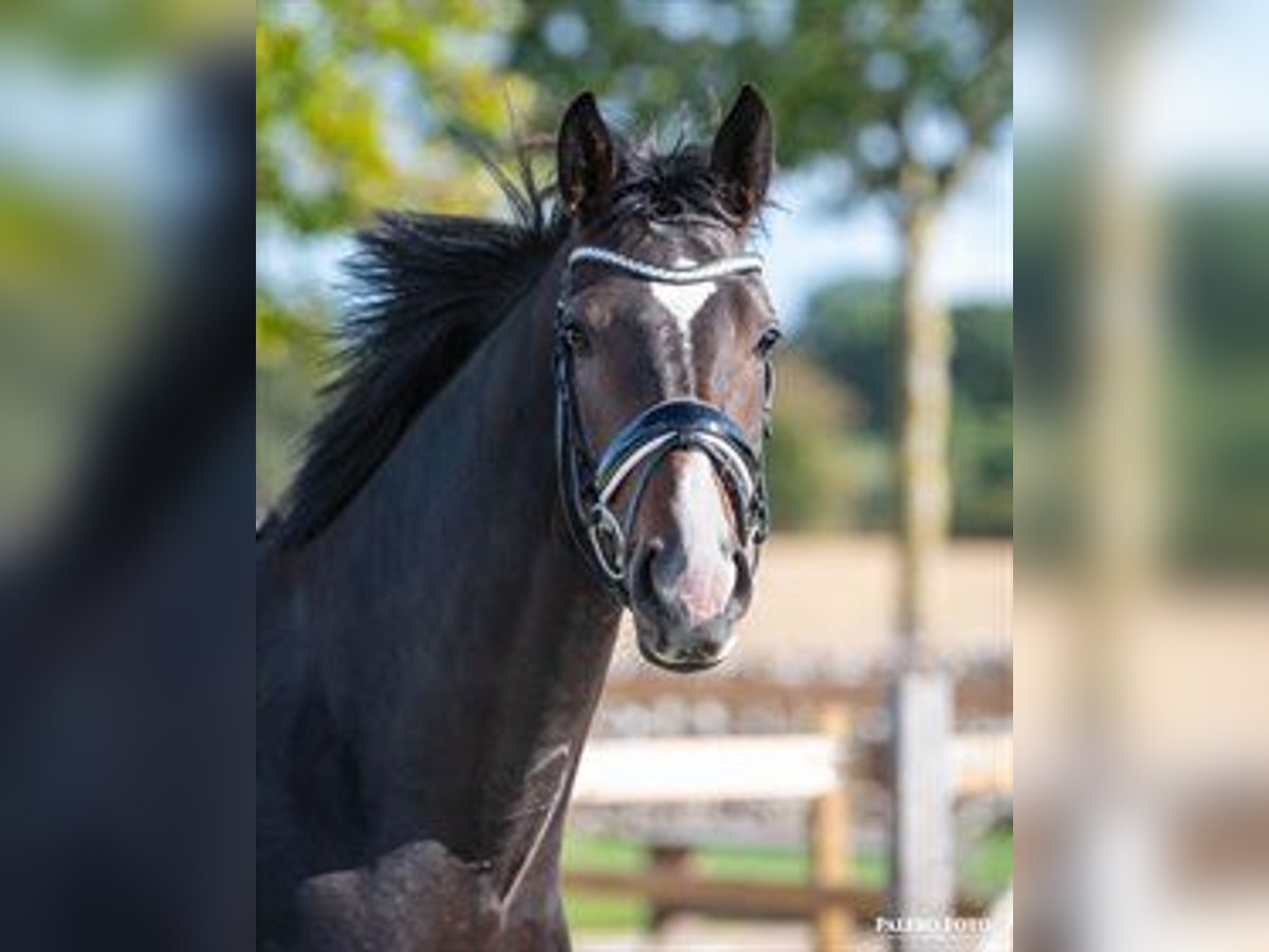 Danese Giumenta 6 Anni 168 cm Baio scuro in Brokstedt