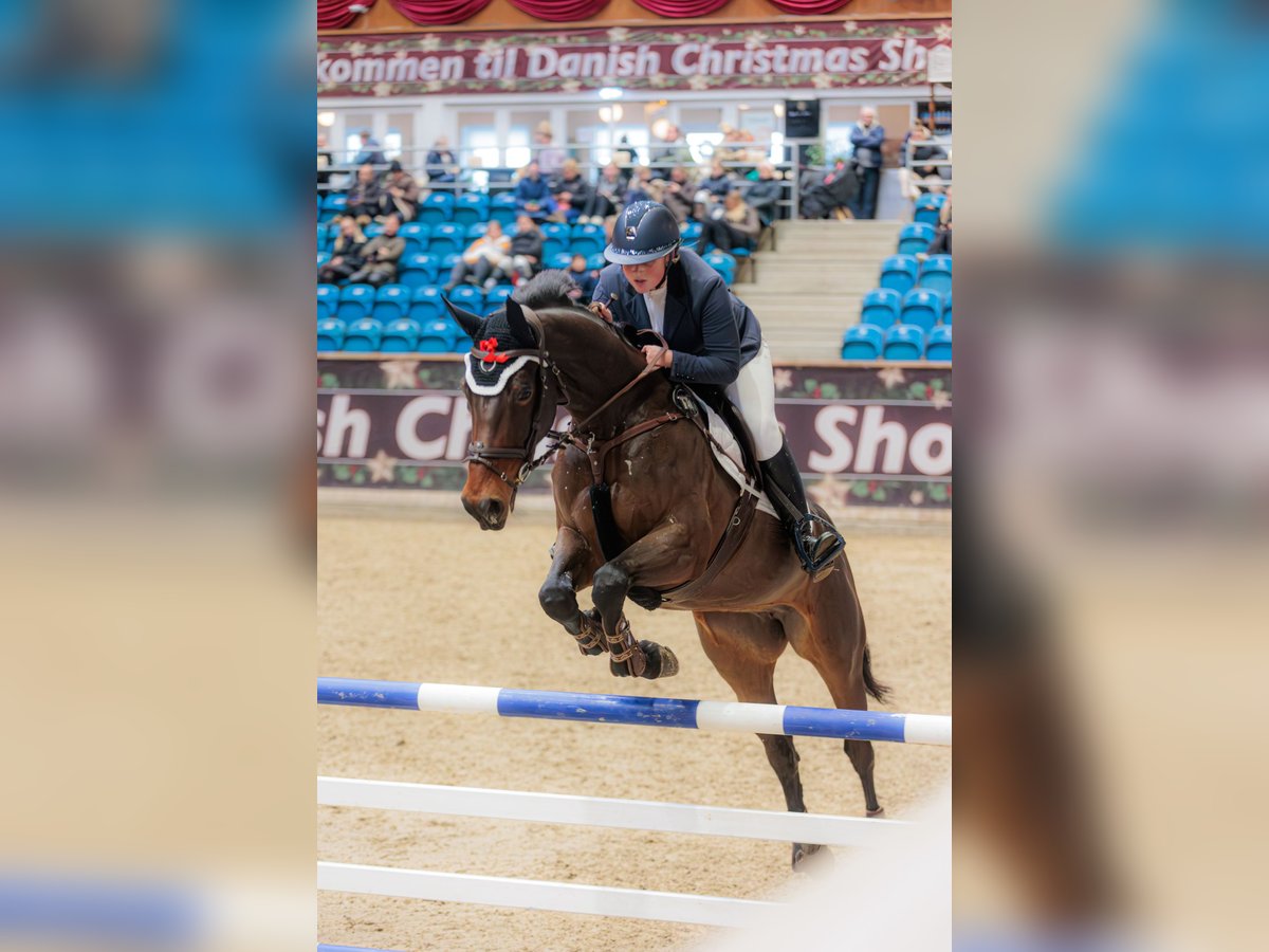 Danese Giumenta 7 Anni 168 cm Baio in &#xC5;rslev