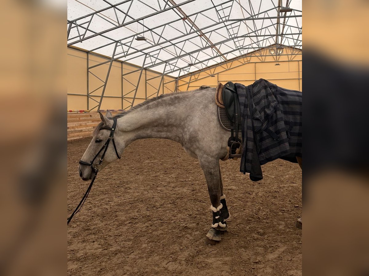 Danish Warmblood Gelding 10 years 16,2 hh Gray in Tallinn