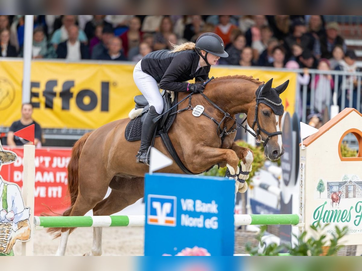 Danish Warmblood, Gelding in Süderlügum