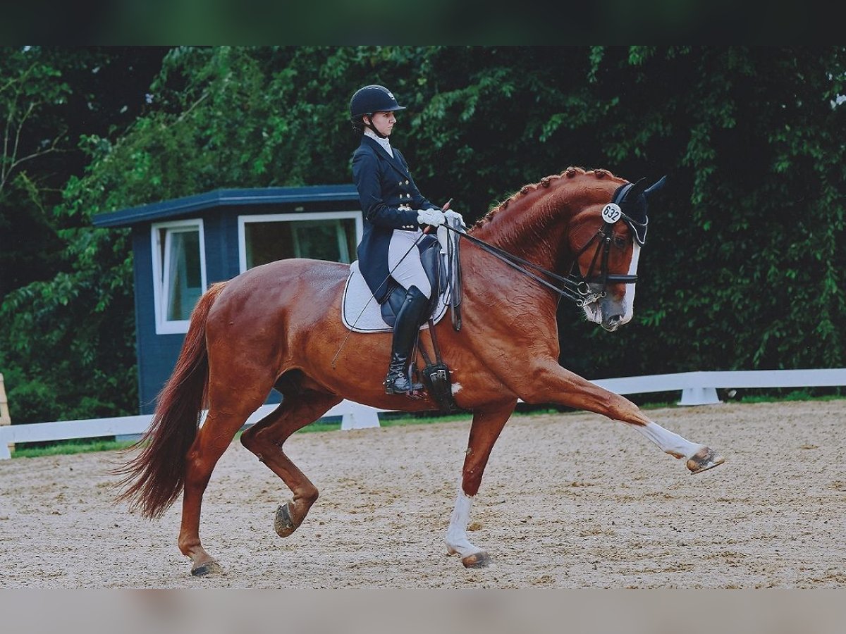 Danish Warmblood Gelding 10 years 18 hh Chestnut-Red in Nordwalde