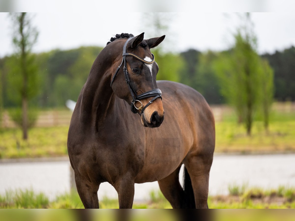 Danish Warmblood Gelding 15 years 16,1 hh Bay in Mol