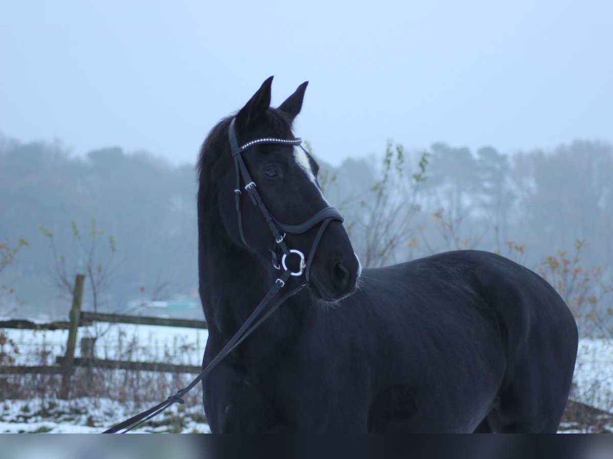 Danish Warmblood Gelding 15 years 16,2 hh Black in Rastede
