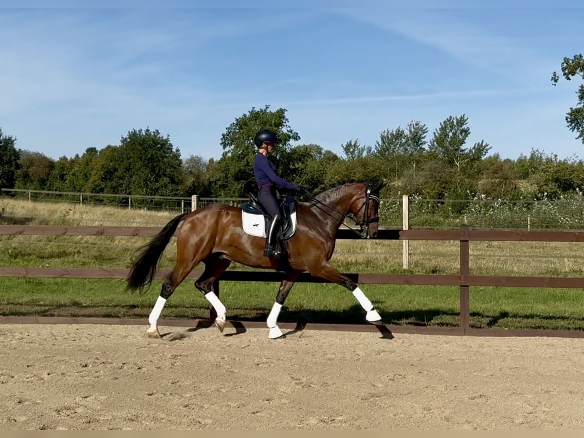 Danish Warmblood Gelding 16 years 16 hh Bay in Odense V