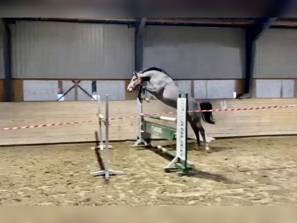 Danish Warmblood Gelding 3 years 16 hh Gray-Dark-Tan in Bredebro