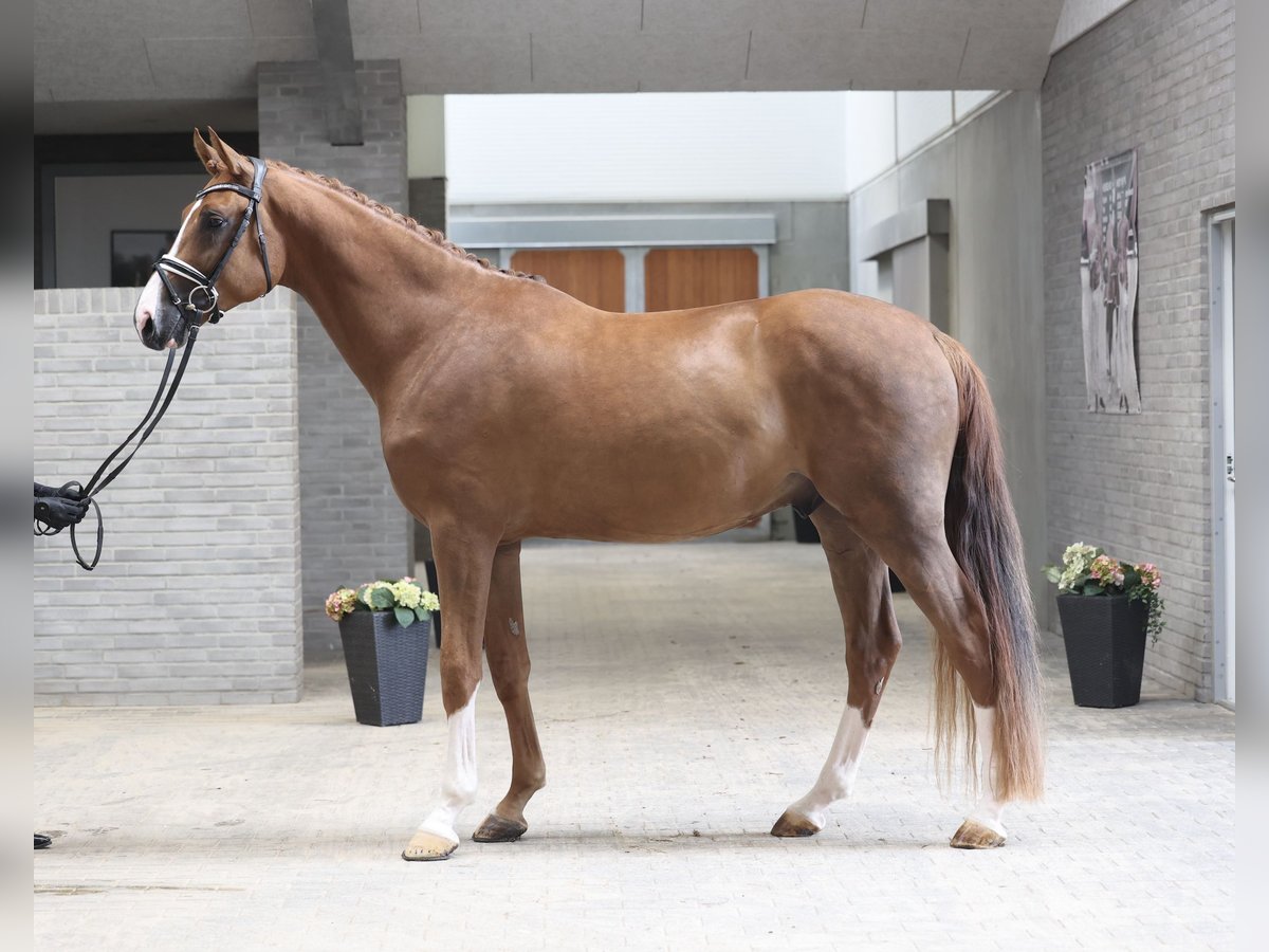 Danish Warmblood Gelding 3 years Chestnut in Asperup