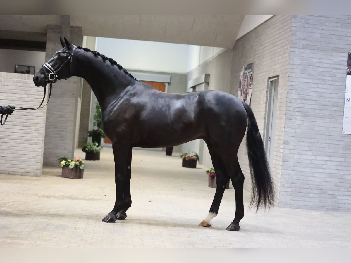 Danish Warmblood Gelding 4 years 16,2 hh Black in Asperup