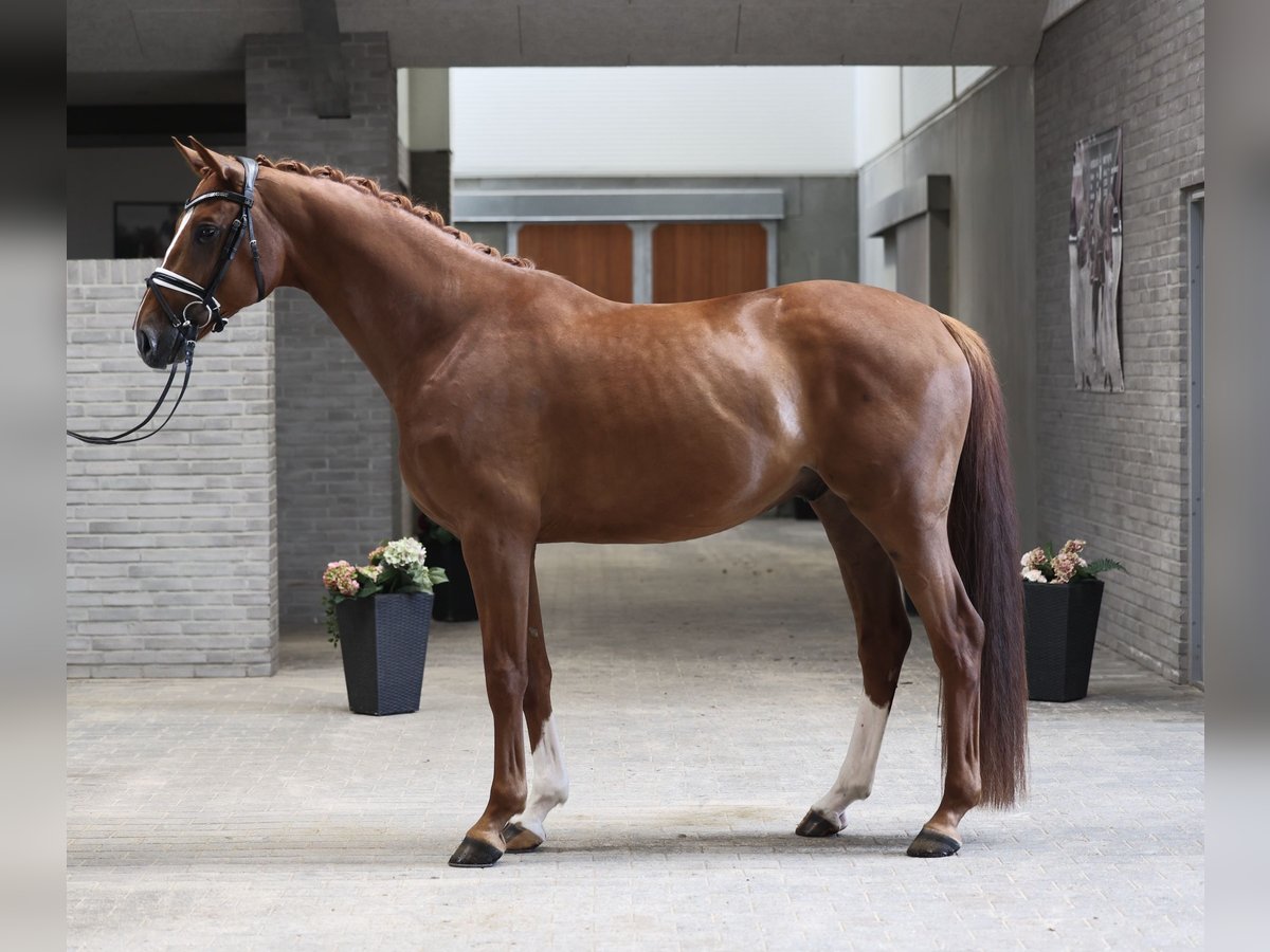 Danish Warmblood Gelding 4 years 16,2 hh Chestnut-Red in Asperup