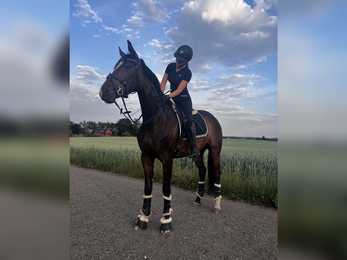 Danish Warmblood Gelding 4 years 17 hh Bay-Dark in Aarhus