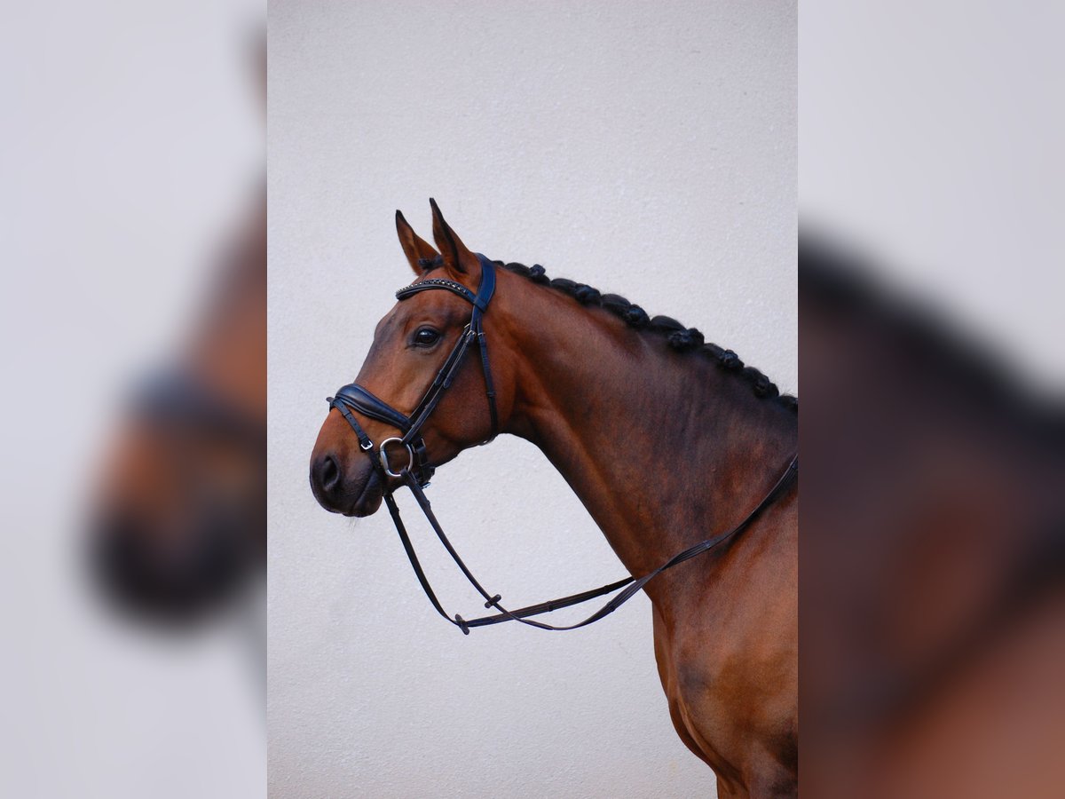 Danish Warmblood Gelding 4 years in Kirkkonummi