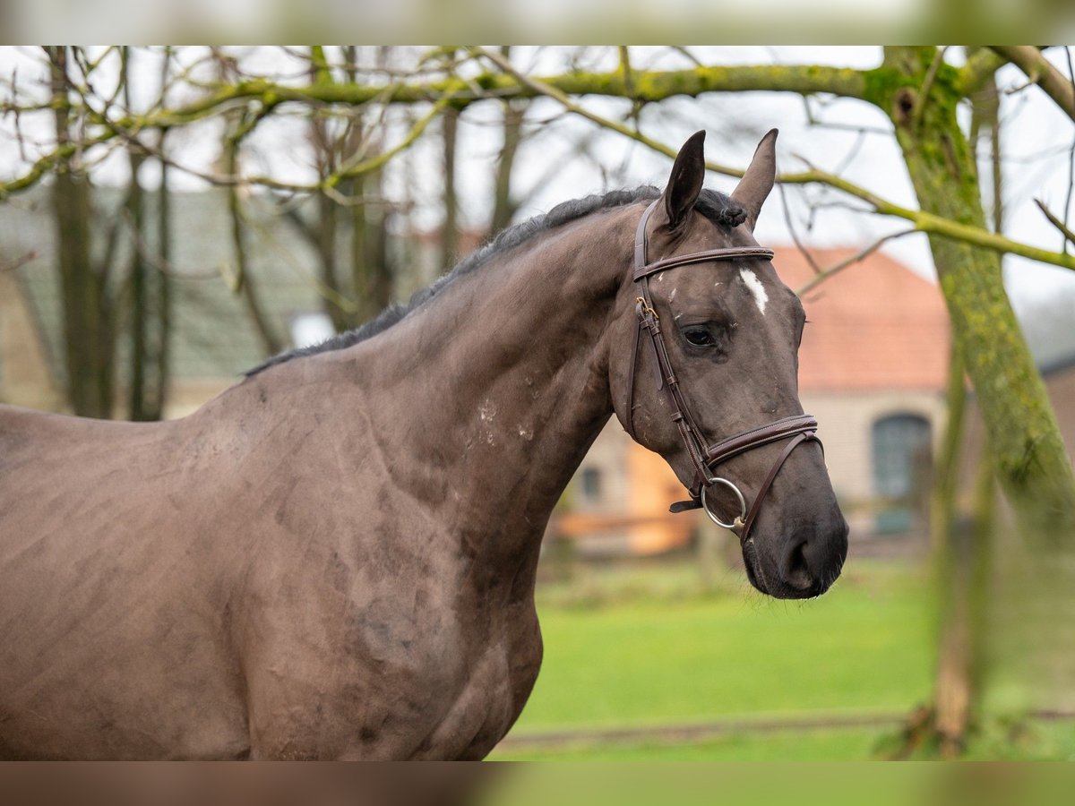 Danish Warmblood Gelding 5 years 16,1 hh in GROTE-BROGEL