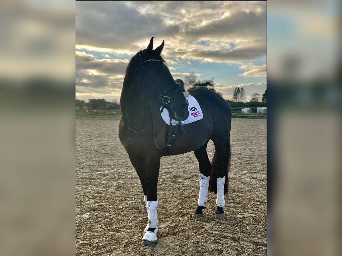 Danish Warmblood Gelding 5 years 17,1 hh Black in Kv&#xE6;rndrup