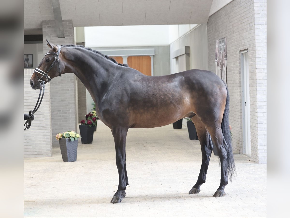 Danish Warmblood Gelding 6 years 16,3 hh Brown in Asperup