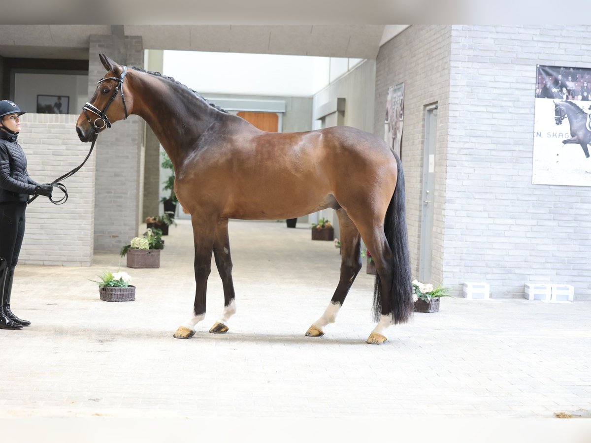 Danish Warmblood Gelding 6 years 16,2 hh Bay in Asperup