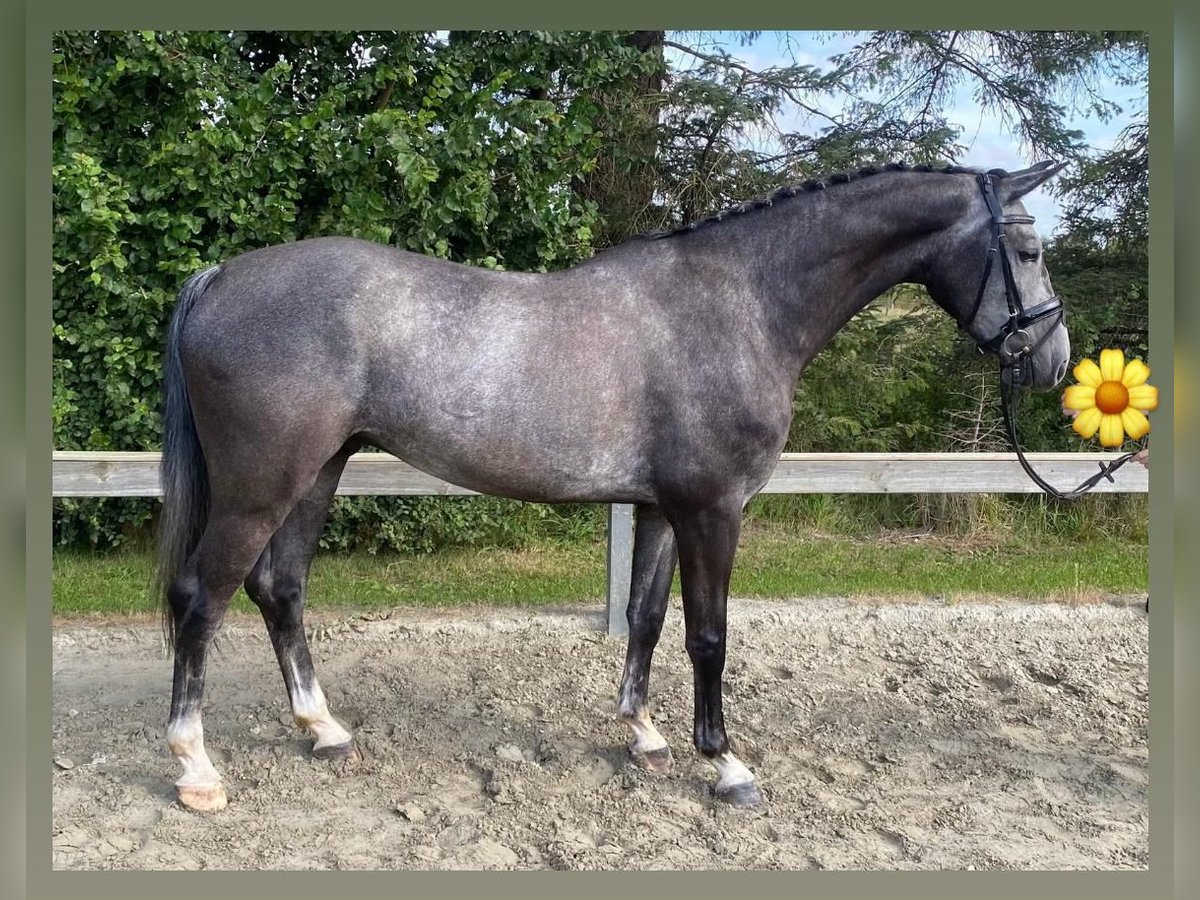 Danish Warmblood Gelding 6 years 17 hh Gray in Süderlügum