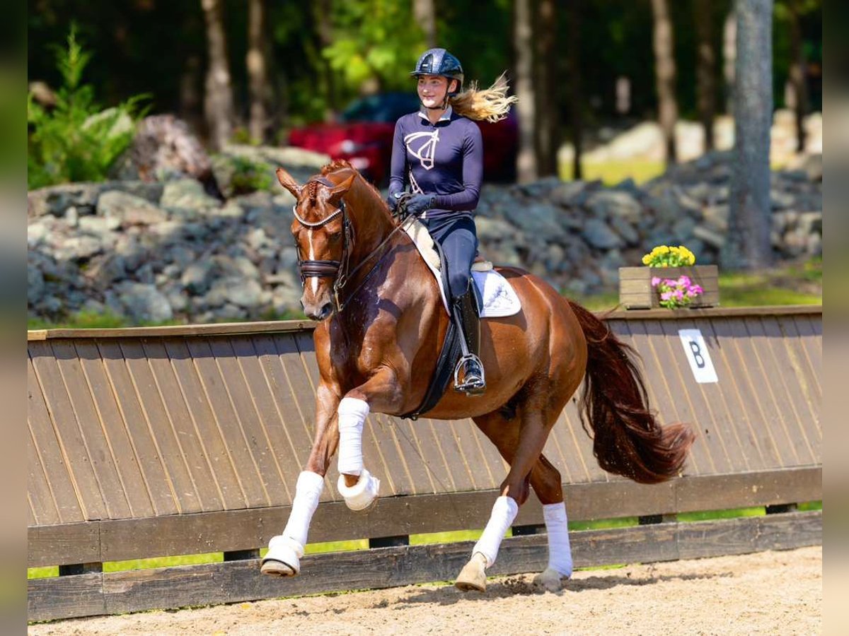 Danish Warmblood Gelding 7 years 16,3 hh Chestnut in Califon New Jersey