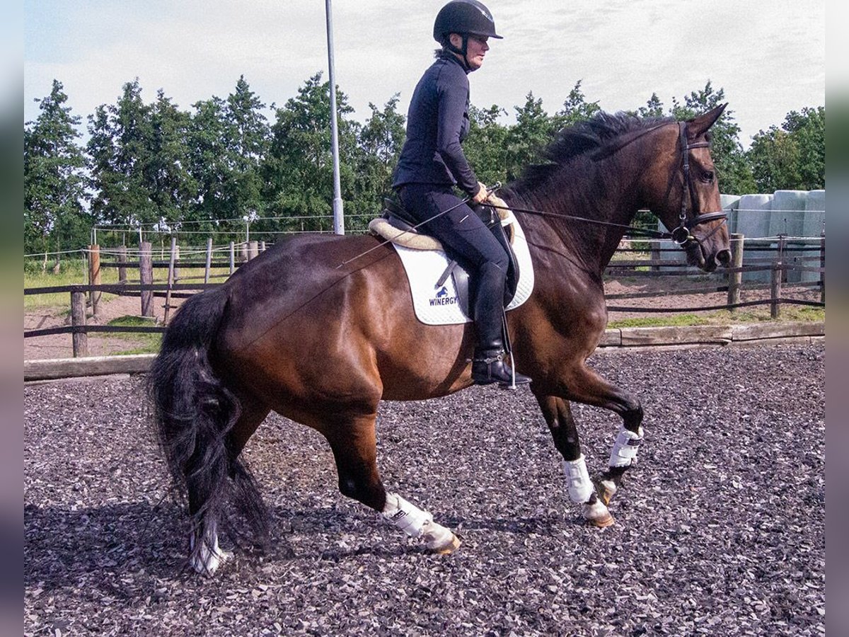 Danish Warmblood Gelding 7 years 17,3 hh Brown in Oberndorf