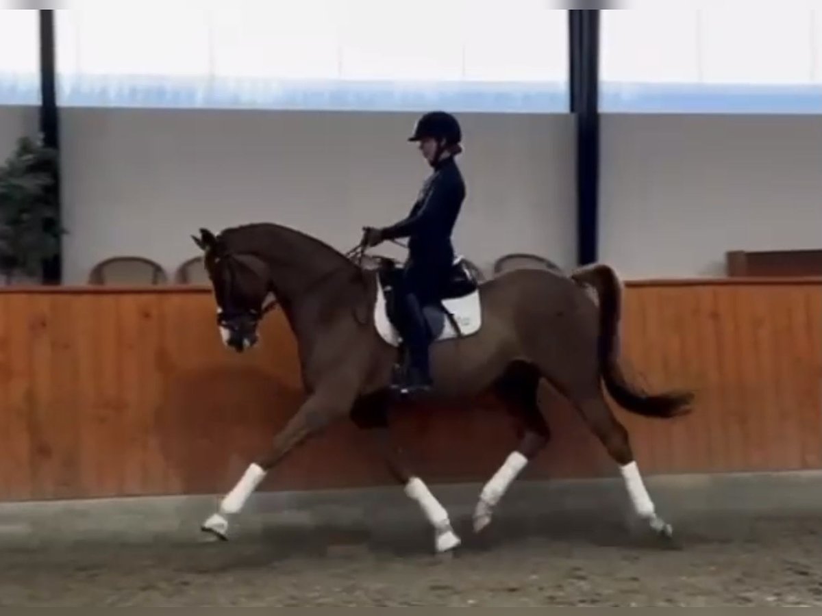 Danish Warmblood Gelding 7 years 17 hh Chestnut in Middelfart