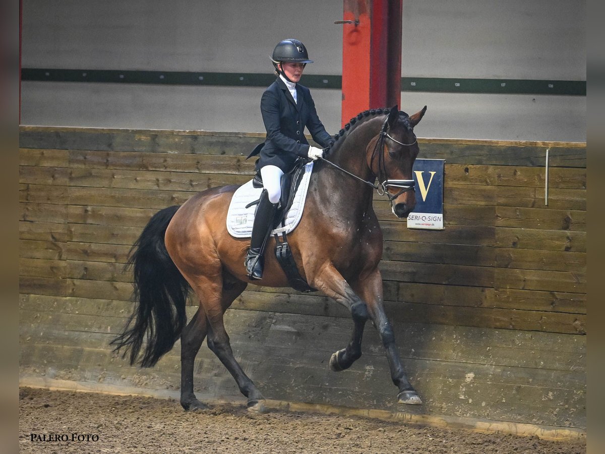 Danish Warmblood Gelding 8 years 16,2 hh Brown in Odense