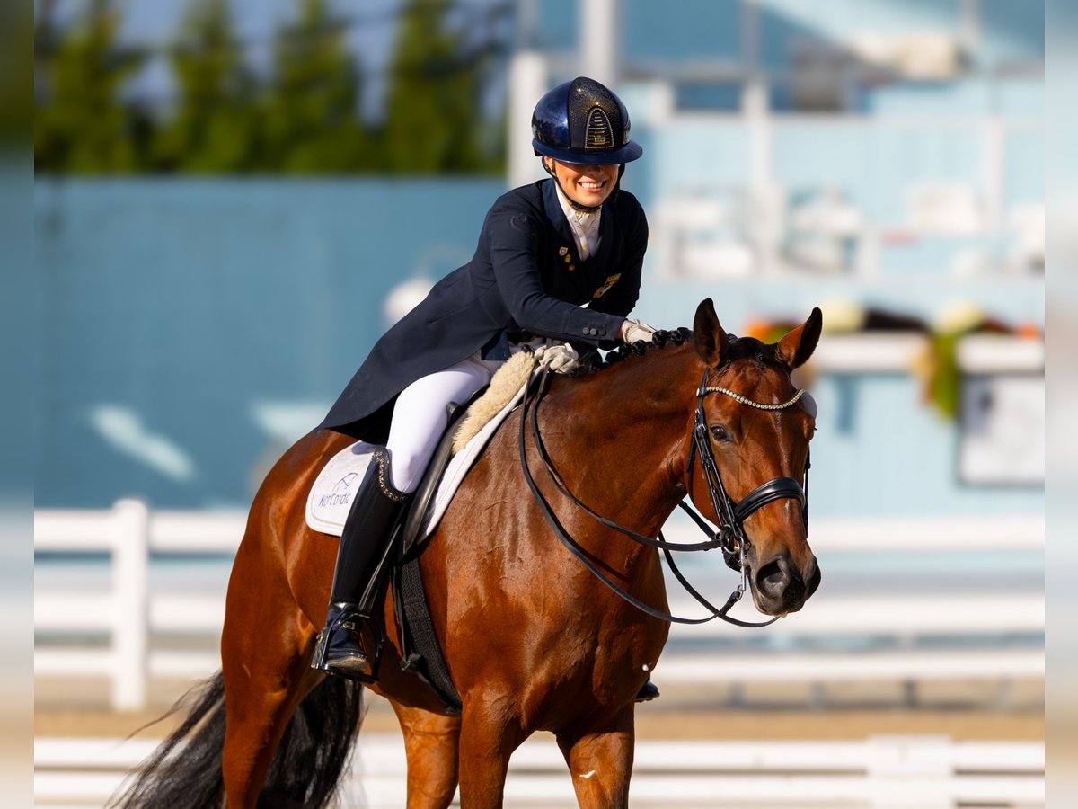 Danish Warmblood Mare 10 years 16 hh Brown in Califon New Jersey