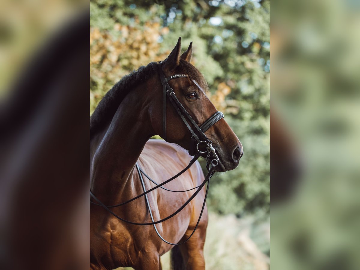 Danish Warmblood Mare 11 years 16,2 hh Brown in Ibbenbüren