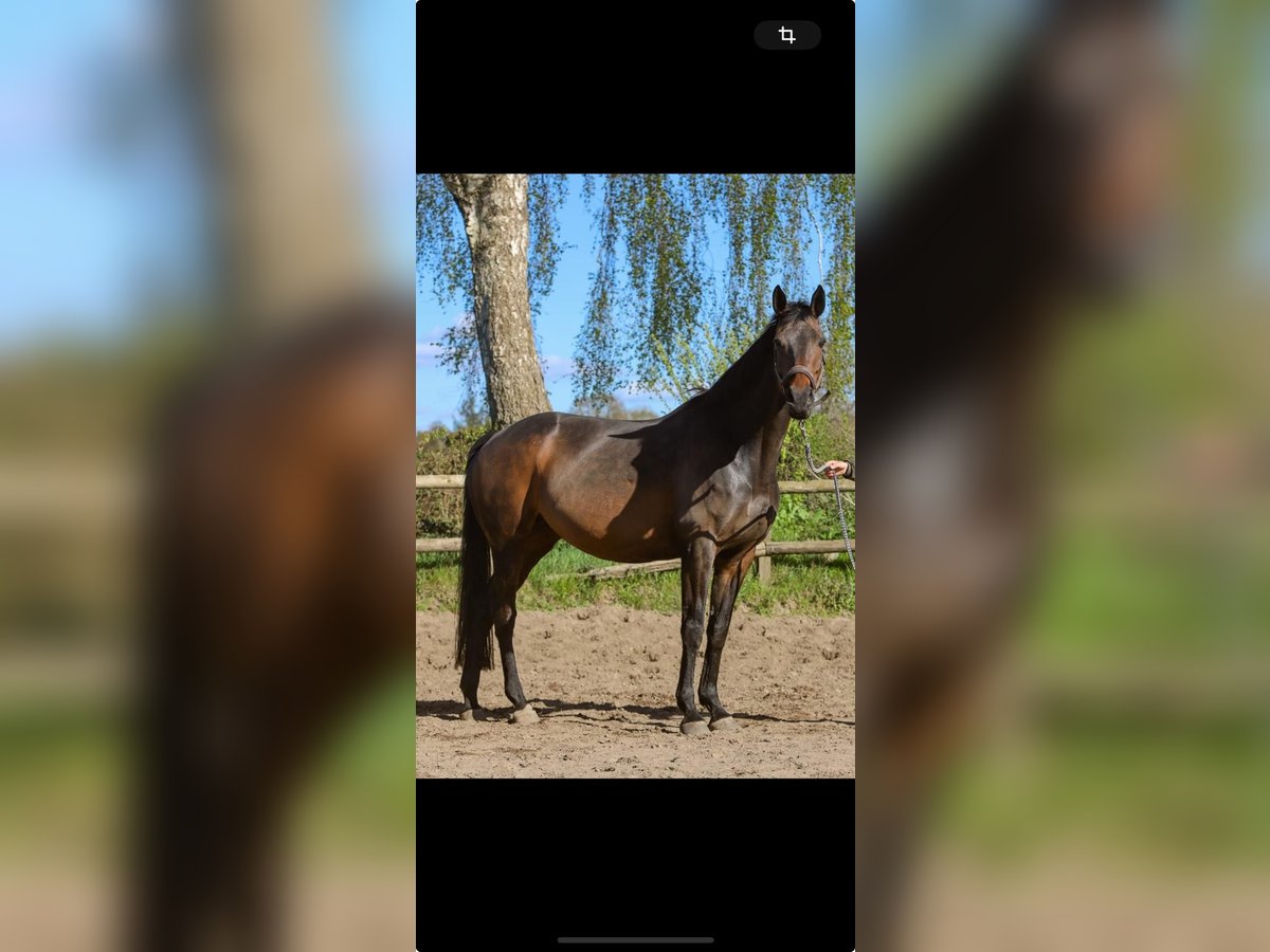 Danish Warmblood Mare 11 years Brown in Kiel