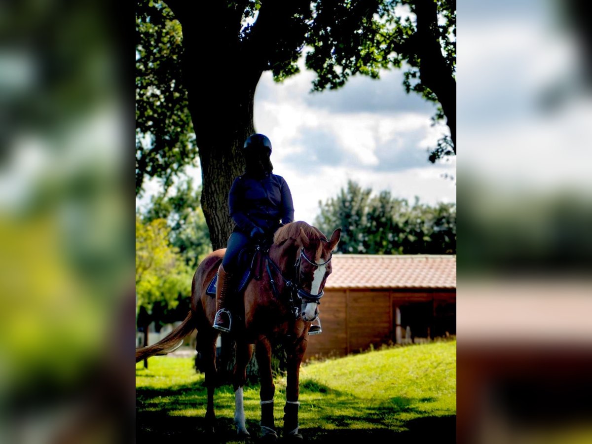 Danish Warmblood Mare 18 years 15,3 hh Chestnut-Red in Hamburg