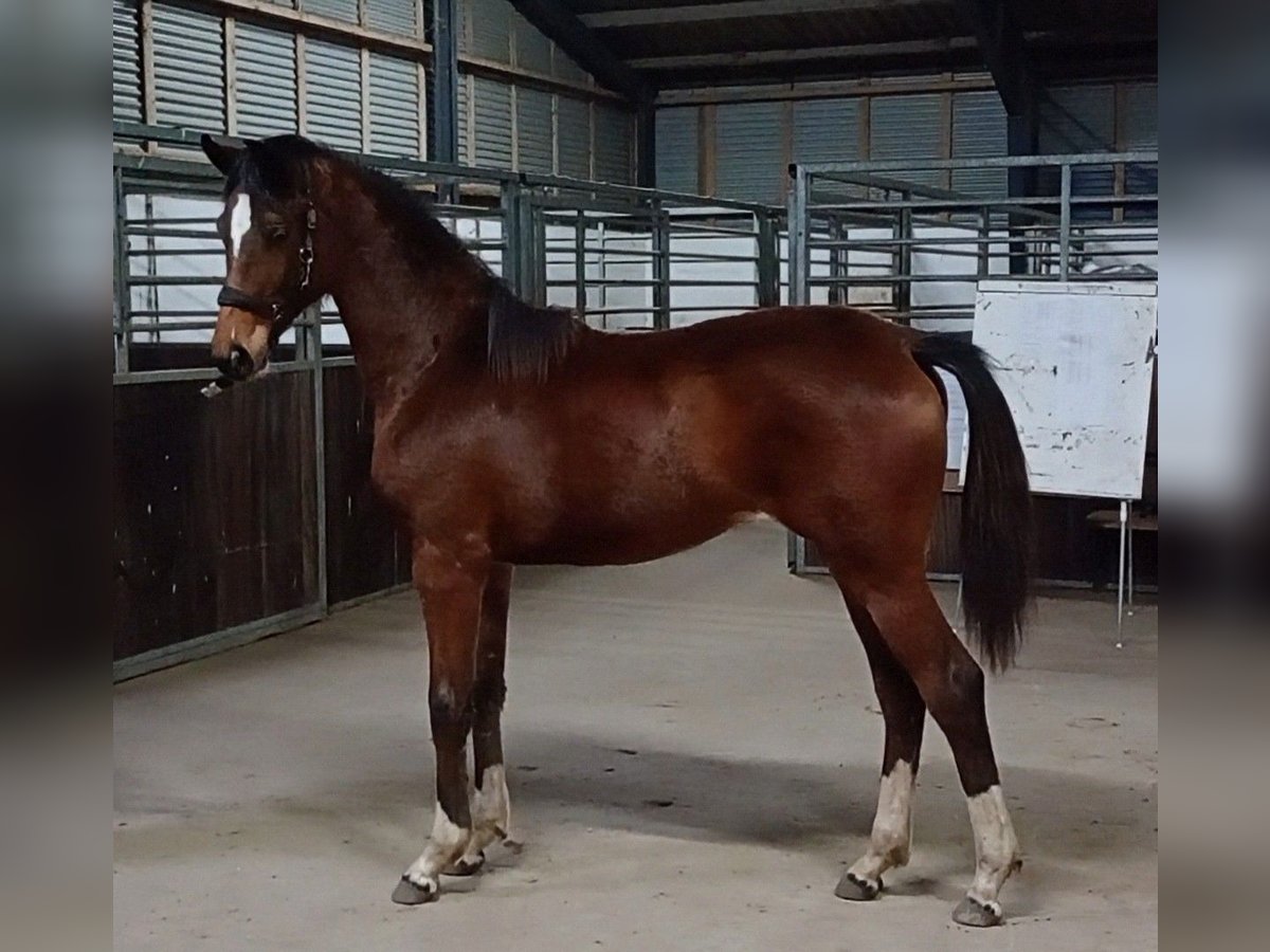 Danish Warmblood Mare 1 year 16,1 hh Brown in Søndersø