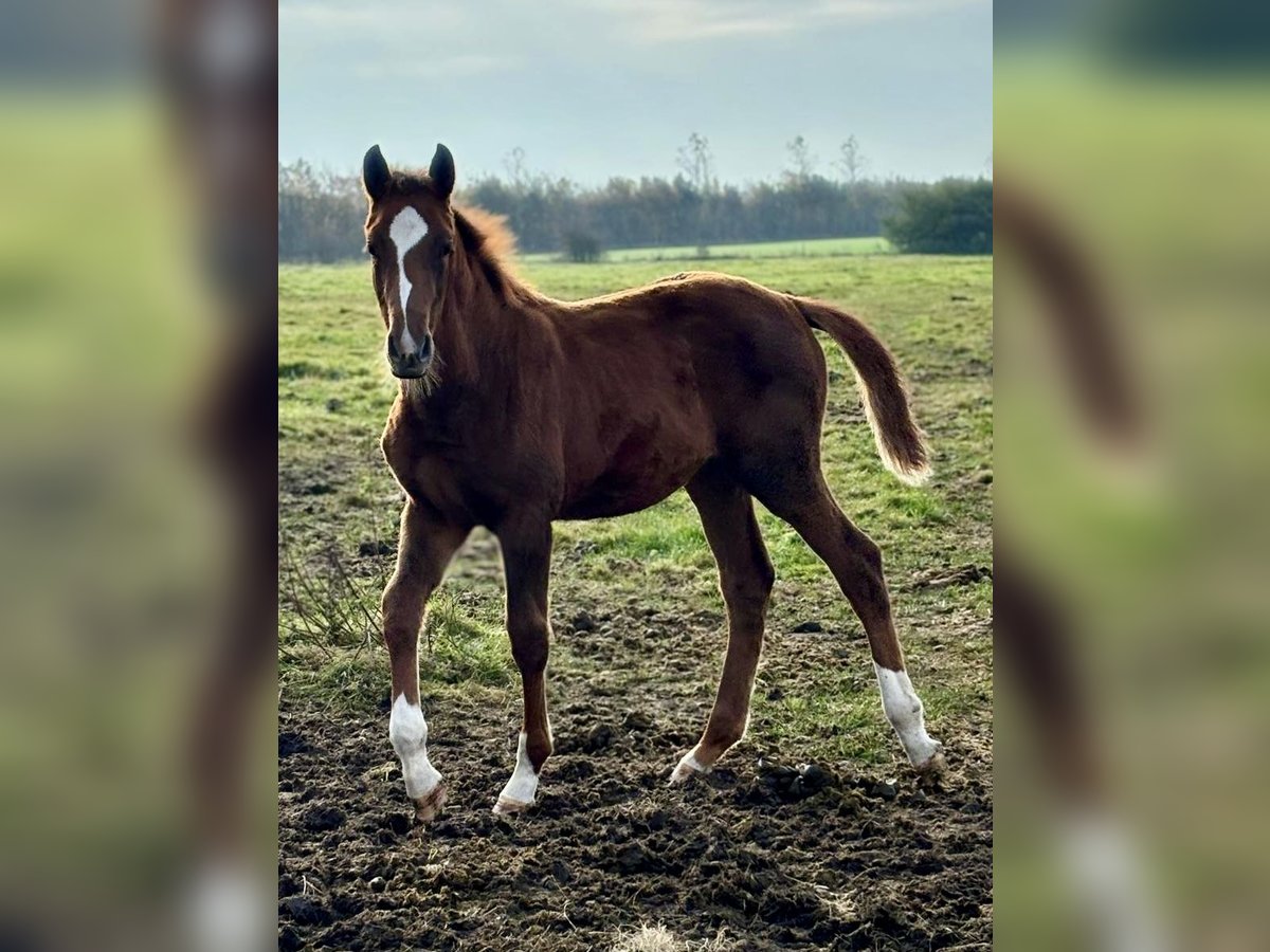 Danish Warmblood Mare 1 year Chestnut in Bredebro