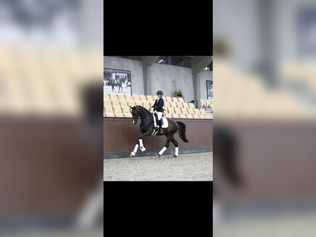 Danish Warmblood Mare 3 years 16,3 hh Brown in Fredericia