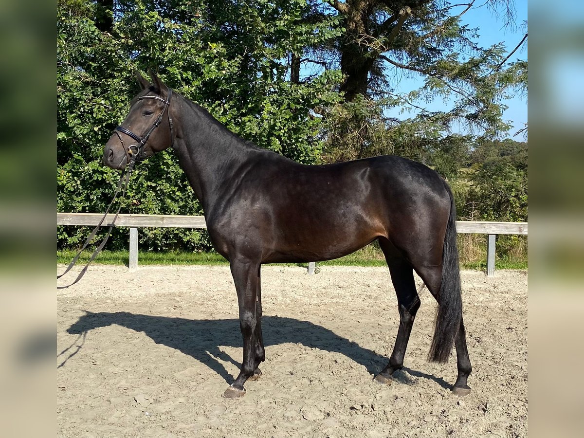 Danish Warmblood Mare 4 years 16,1 hh Bay-Dark in Süderlügum