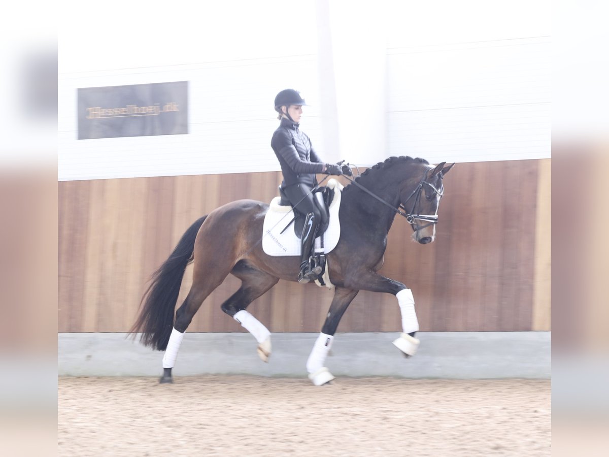Danish Warmblood Mare 4 years 16,1 hh Brown in Asperup