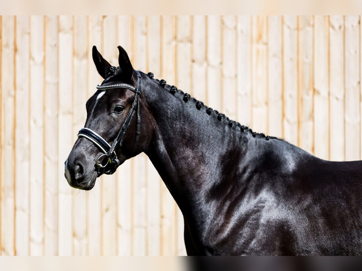 Danish Warmblood Mare 4 years 17 hh Black in Hørsholm