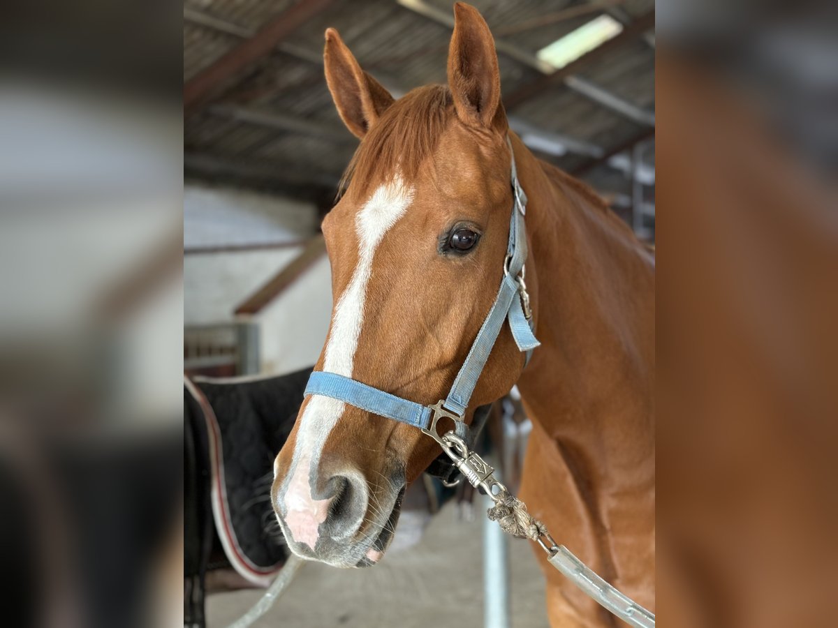 Danish Warmblood Mare 5 years 16 hh Chestnut in Aars