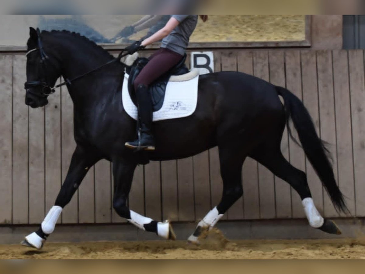 Danish Warmblood Mare 5 years 16,1 hh Black in Lemvig